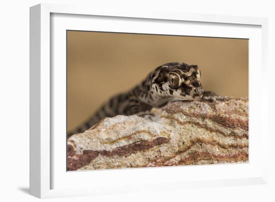 Viper Gecko (Teratolepis fasciata), captive, Pakistan, Asia-Janette Hill-Framed Photographic Print