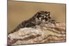 Viper Gecko (Teratolepis fasciata), captive, Pakistan, Asia-Janette Hill-Mounted Photographic Print