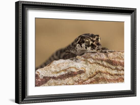 Viper Gecko (Teratolepis fasciata), captive, Pakistan, Asia-Janette Hill-Framed Photographic Print