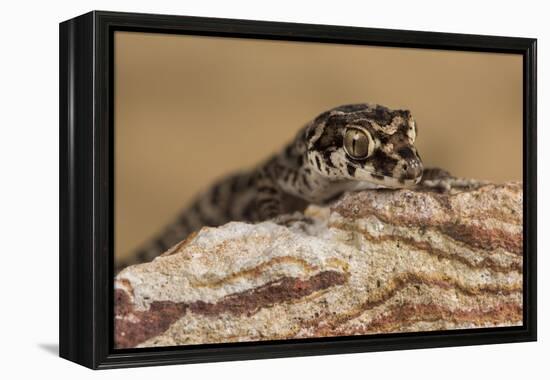 Viper Gecko (Teratolepis fasciata), captive, Pakistan, Asia-Janette Hill-Framed Premier Image Canvas