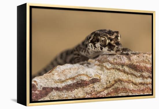 Viper Gecko (Teratolepis fasciata), captive, Pakistan, Asia-Janette Hill-Framed Premier Image Canvas