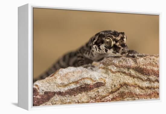 Viper Gecko (Teratolepis fasciata), captive, Pakistan, Asia-Janette Hill-Framed Premier Image Canvas