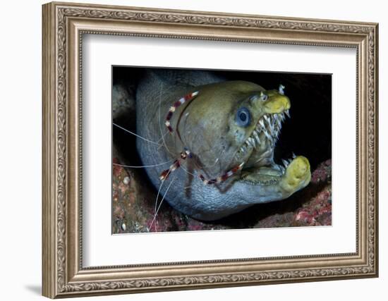 Viper Moray and Boxer Shrimp-Cédric Péneau-Framed Photographic Print