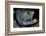 Viper Moray and Boxer Shrimp-Cédric Péneau-Framed Photographic Print