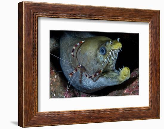 Viper Moray and Boxer Shrimp-Cédric Péneau-Framed Photographic Print