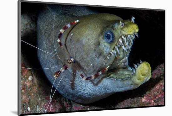 Viper Moray and Boxer Shrimp-Cédric Péneau-Mounted Photographic Print