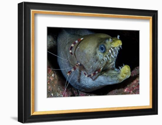 Viper Moray and Boxer Shrimp-Cédric Péneau-Framed Photographic Print