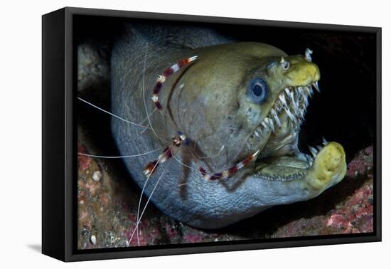 Viper Moray and Boxer Shrimp-Cédric Péneau-Framed Premier Image Canvas