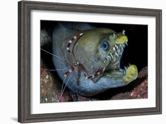 Viper Moray and Boxer Shrimp-Cédric Péneau-Framed Photographic Print