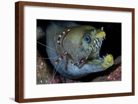 Viper Moray and Boxer Shrimp-Cédric Péneau-Framed Photographic Print