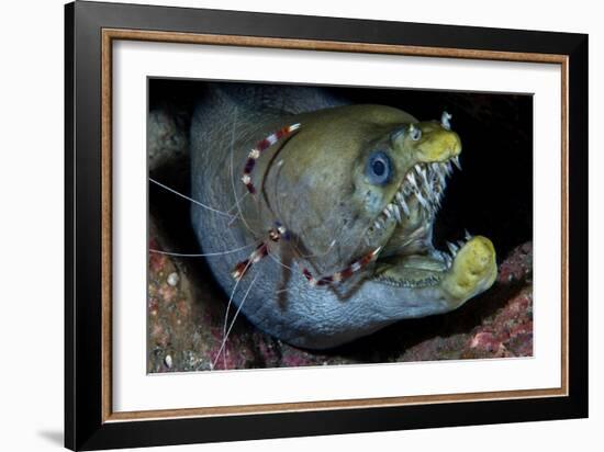 Viper Moray and Boxer Shrimp-Cédric Péneau-Framed Photographic Print