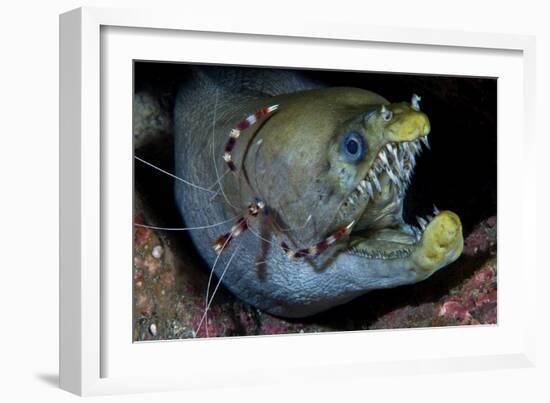 Viper Moray and Boxer Shrimp-Cédric Péneau-Framed Photographic Print