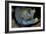 Viper Moray and Boxer Shrimp-Cédric Péneau-Framed Photographic Print