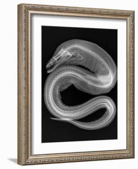 Viper Moray-Sandra J. Raredon-Framed Art Print