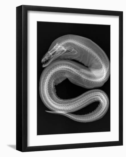 Viper Moray-Sandra J. Raredon-Framed Art Print