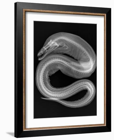 Viper Moray-Sandra J. Raredon-Framed Art Print