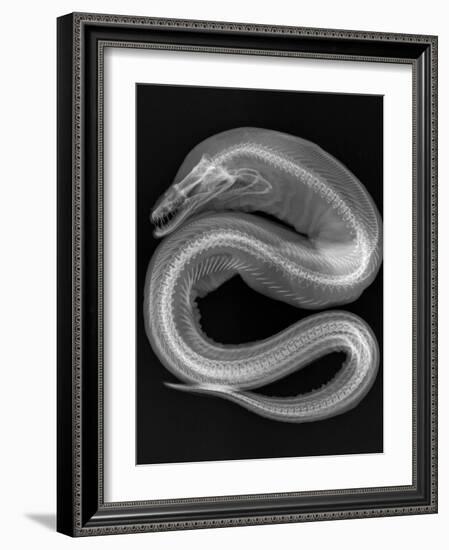 Viper Moray-Sandra J. Raredon-Framed Art Print