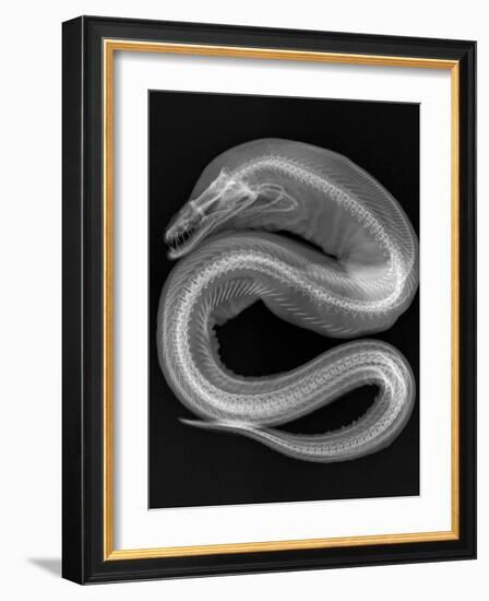 Viper Moray-Sandra J. Raredon-Framed Art Print