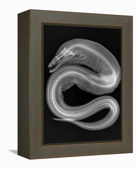 Viper Moray-Sandra J. Raredon-Framed Stretched Canvas