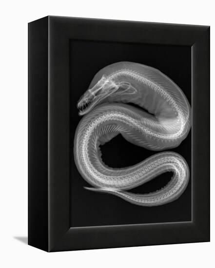 Viper Moray-Sandra J. Raredon-Framed Stretched Canvas