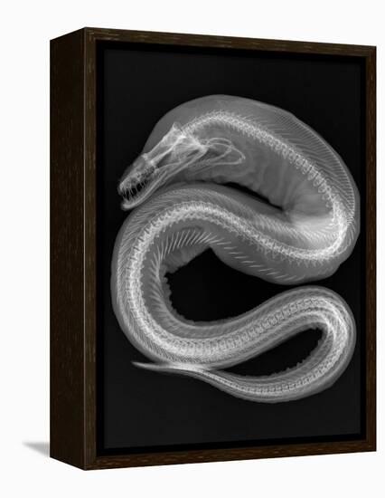 Viper Moray-Sandra J. Raredon-Framed Stretched Canvas