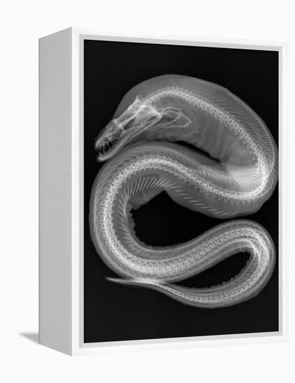 Viper Moray-Sandra J. Raredon-Framed Stretched Canvas