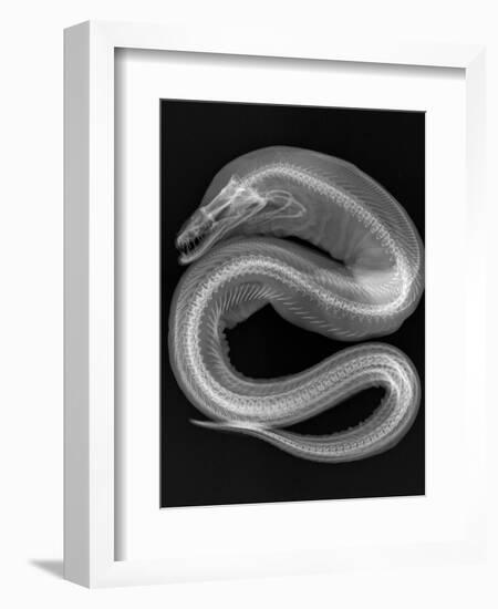 Viper Moray-Sandra J. Raredon-Framed Premium Giclee Print