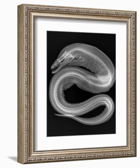 Viper Moray-Sandra J. Raredon-Framed Art Print