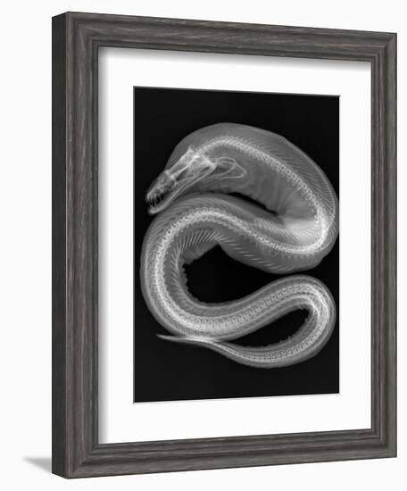 Viper Moray-Sandra J. Raredon-Framed Art Print