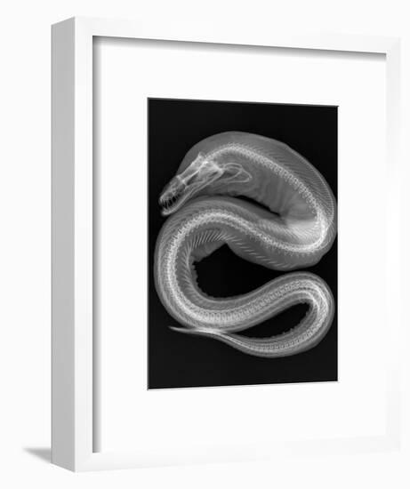 Viper Moray-Sandra J. Raredon-Framed Art Print