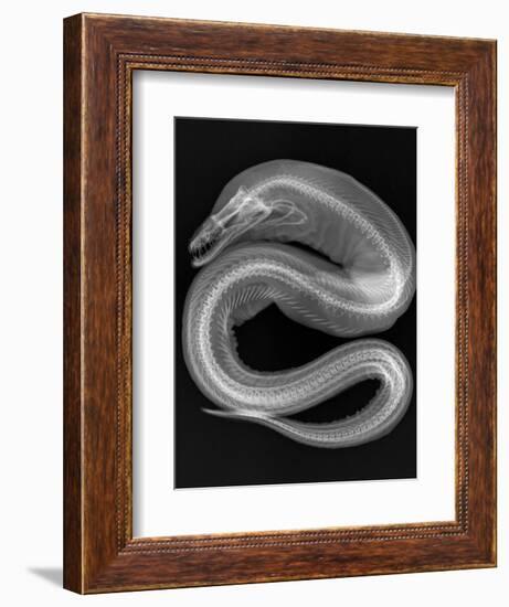 Viper Moray-Sandra J. Raredon-Framed Art Print