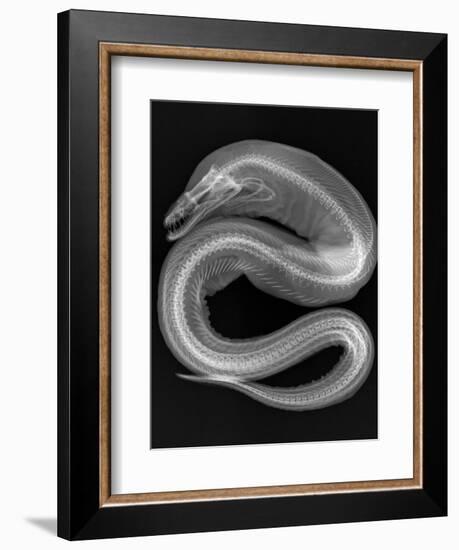 Viper Moray-Sandra J. Raredon-Framed Art Print