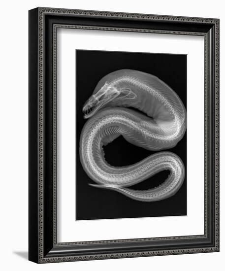 Viper Moray-Sandra J. Raredon-Framed Art Print