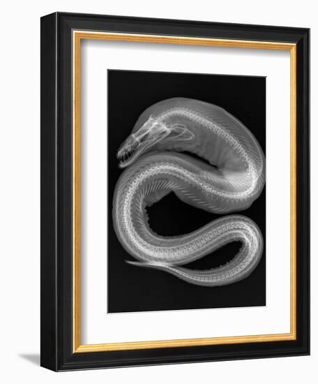 Viper Moray-Sandra J. Raredon-Framed Art Print