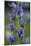 Viper's Bugloss (Echium Vulgare)-Bob Gibbons-Mounted Photographic Print