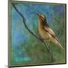 Vireo-Chris Vest-Mounted Art Print