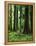 Virgin Sitka Spruce, Hoh Rain Forest, Olympic National Forest, Washington, USA-Charles Gurche-Framed Premier Image Canvas