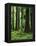 Virgin Sitka Spruce, Hoh Rain Forest, Olympic National Forest, Washington, USA-Charles Gurche-Framed Premier Image Canvas