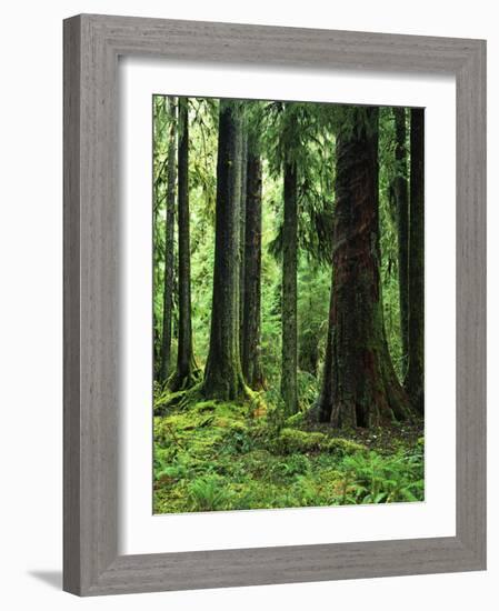 Virgin Sitka Spruce, Hoh Rain Forest, Olympic National Forest, Washington, USA-Charles Gurche-Framed Photographic Print