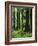 Virgin Sitka Spruce, Hoh Rain Forest, Olympic National Forest, Washington, USA-Charles Gurche-Framed Photographic Print