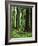 Virgin Sitka Spruce, Hoh Rain Forest, Olympic National Forest, Washington, USA-Charles Gurche-Framed Photographic Print