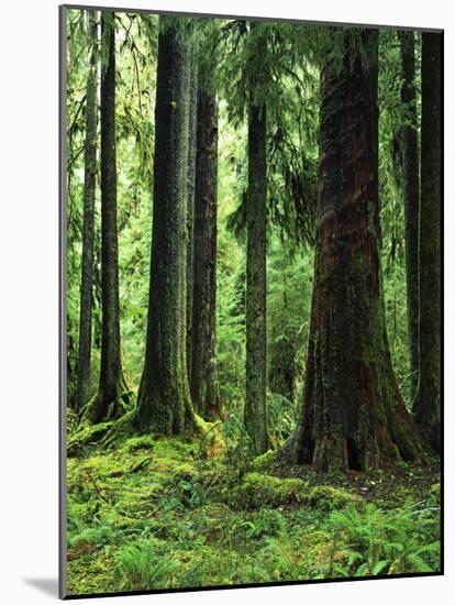 Virgin Sitka Spruce, Hoh Rain Forest, Olympic National Forest, Washington, USA-Charles Gurche-Mounted Photographic Print