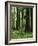 Virgin Sitka Spruce, Hoh Rain Forest, Olympic National Forest, Washington, USA-Charles Gurche-Framed Photographic Print