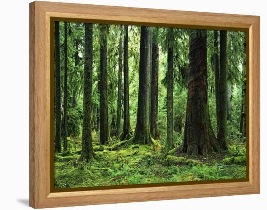 Virgin Sitka Spruce, Hoh Rain Forest, Olympic National Forest, Washington, USA-Charles Gurche-Framed Premier Image Canvas