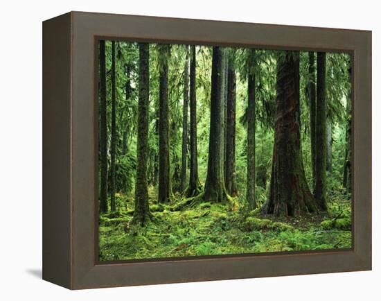 Virgin Sitka Spruce, Hoh Rain Forest, Olympic National Forest, Washington, USA-Charles Gurche-Framed Premier Image Canvas