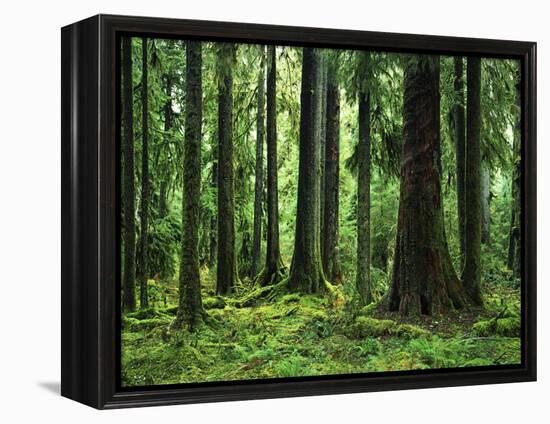 Virgin Sitka Spruce, Hoh Rain Forest, Olympic National Forest, Washington, USA-Charles Gurche-Framed Premier Image Canvas