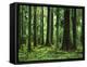 Virgin Sitka Spruce, Hoh Rain Forest, Olympic National Forest, Washington, USA-Charles Gurche-Framed Premier Image Canvas