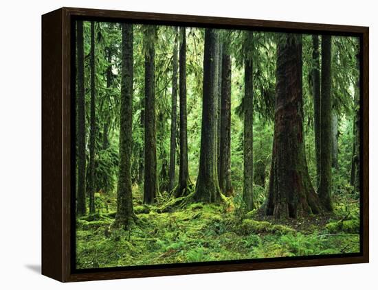 Virgin Sitka Spruce, Hoh Rain Forest, Olympic National Forest, Washington, USA-Charles Gurche-Framed Premier Image Canvas