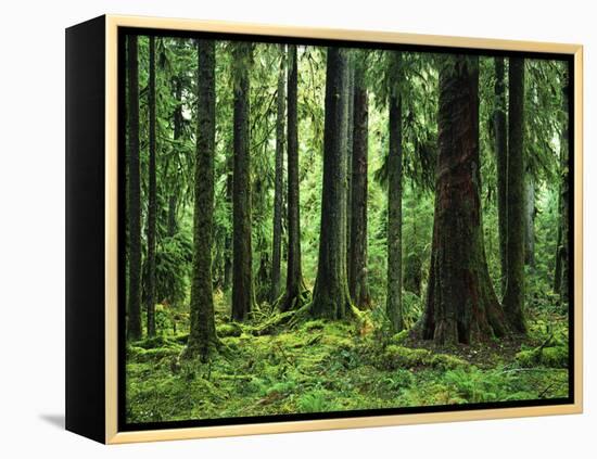 Virgin Sitka Spruce, Hoh Rain Forest, Olympic National Forest, Washington, USA-Charles Gurche-Framed Premier Image Canvas