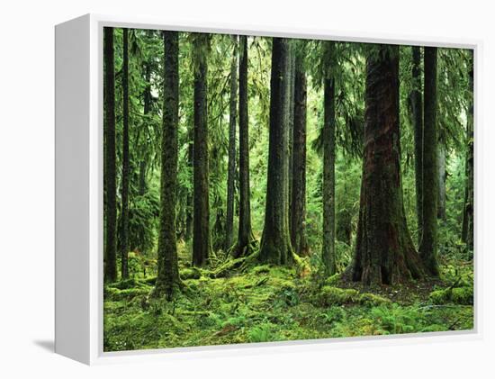 Virgin Sitka Spruce, Hoh Rain Forest, Olympic National Forest, Washington, USA-Charles Gurche-Framed Premier Image Canvas